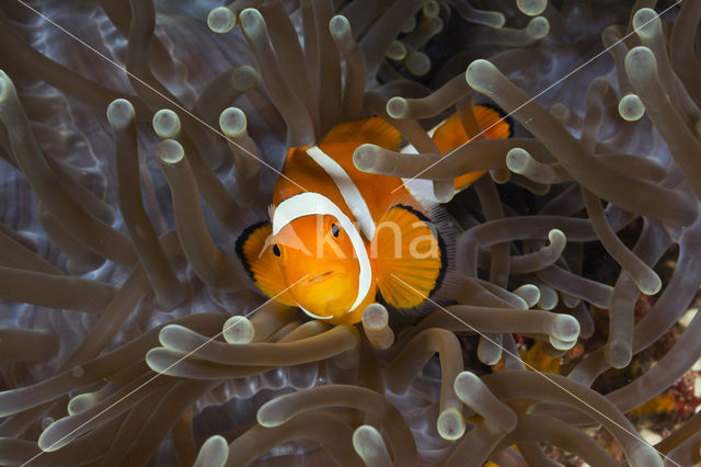 anemonefish