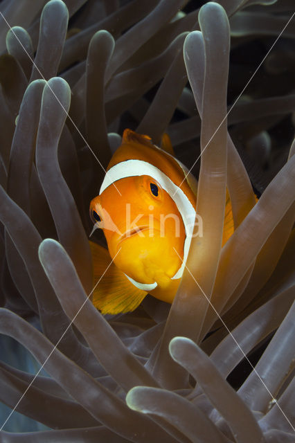 anemonefish