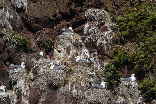 Black-legged Kittiwake (Rissa tridactyla)