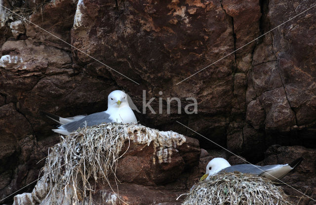 Black-legged Kittiwake (Rissa tridactyla)