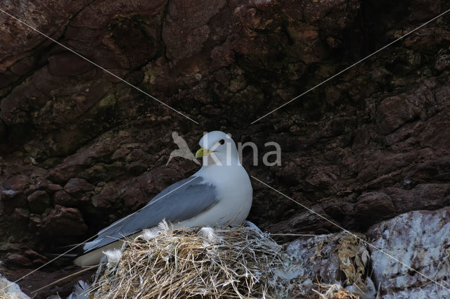 Black-legged Kittiwake (Rissa tridactyla)