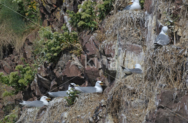 Black-legged Kittiwake (Rissa tridactyla)