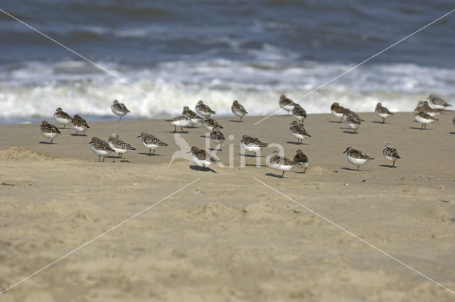 Drieteenstrandloper (Calidris alba)