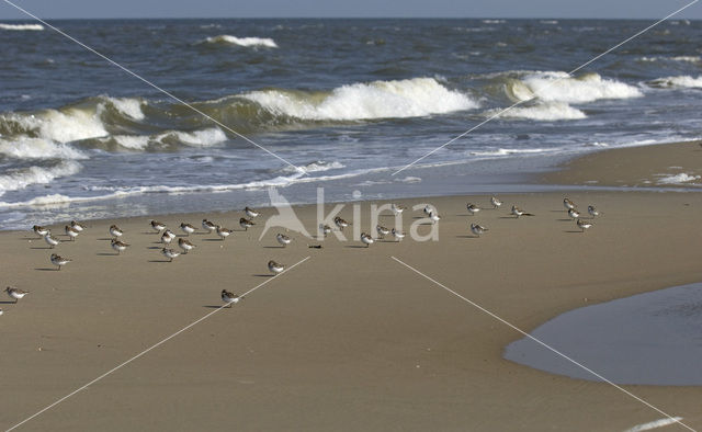 Drieteenstrandloper (Calidris alba)
