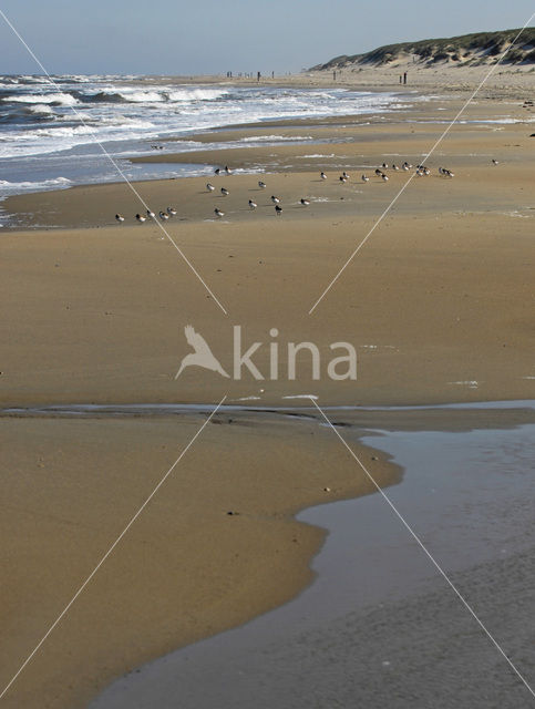 Drieteenstrandloper (Calidris alba)