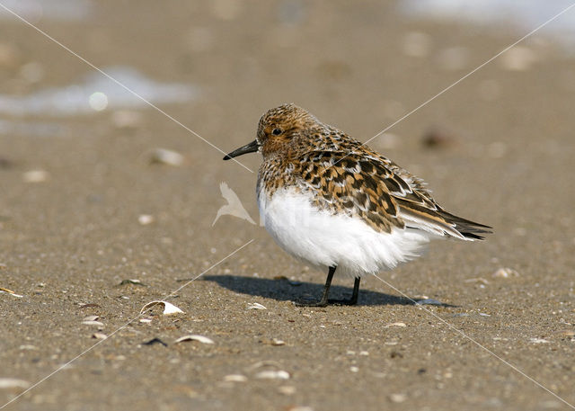 Drieteenstrandloper (Calidris alba)