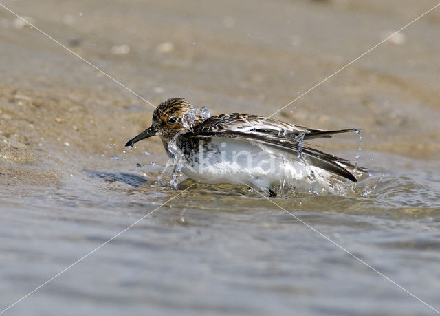 Drieteenstrandloper (Calidris alba)