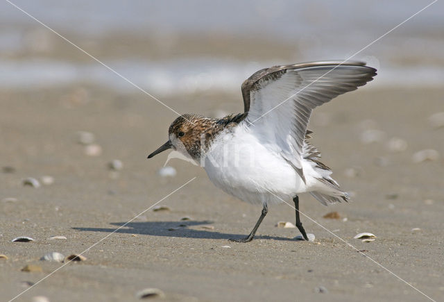 Drieteenstrandloper (Calidris alba)