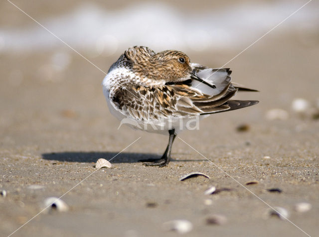 Drieteenstrandloper (Calidris alba)