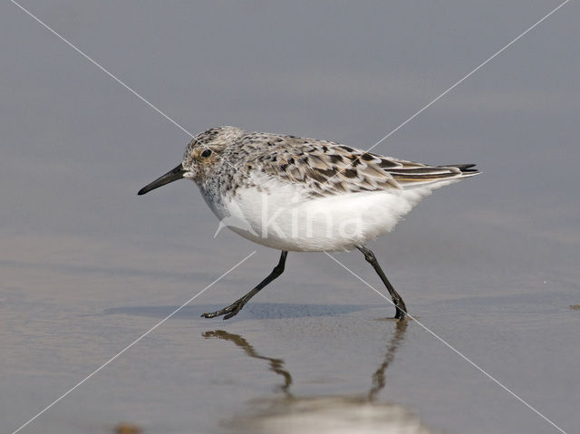 Drieteenstrandloper (Calidris alba)