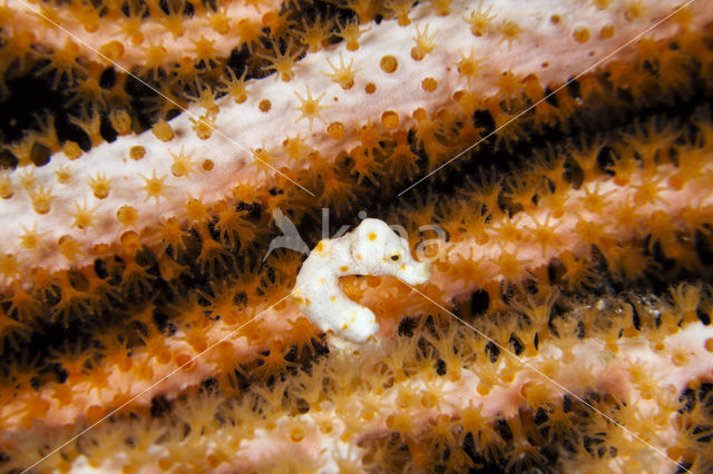 Denise’s Pygmy Seahorse (Hippocampus denise)