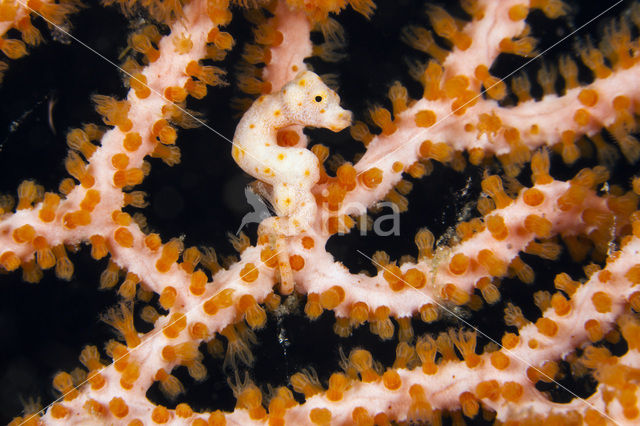 Denise’s Pygmy Seahorse (Hippocampus denise)