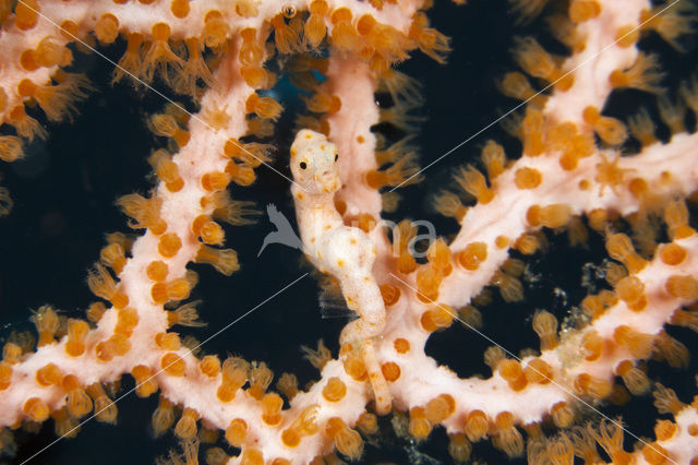 Denise’s Pygmy Seahorse (Hippocampus denise)