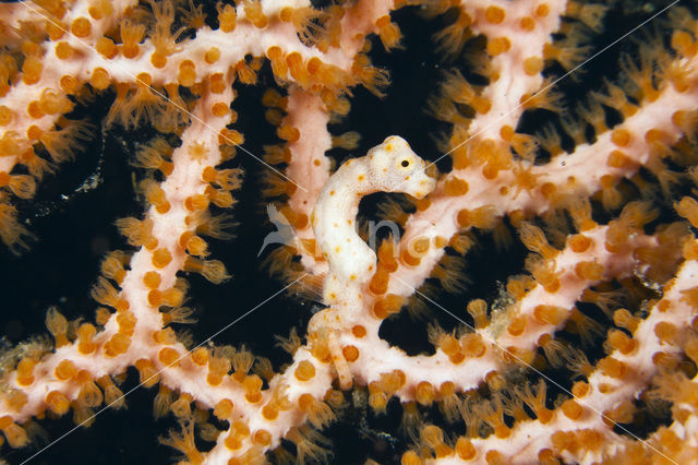 Denise’s Pygmy Seahorse (Hippocampus denise)