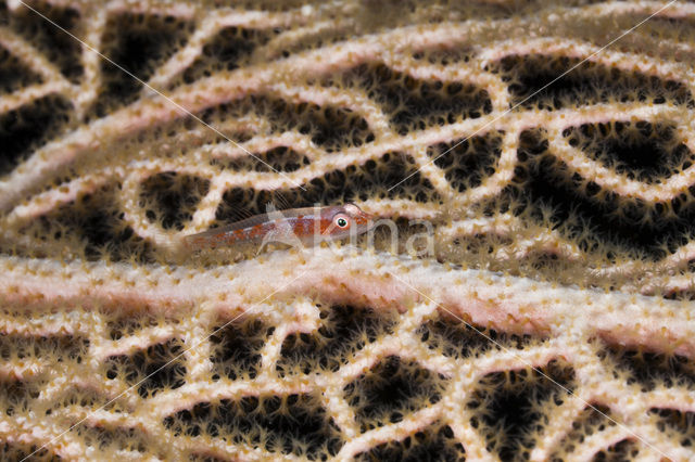 ghost goby (Pleurosicya spec)