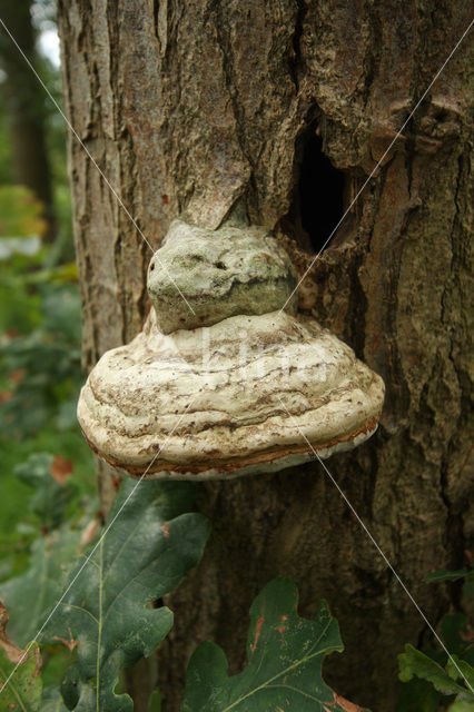 touchwood (Fomes fomentarius)