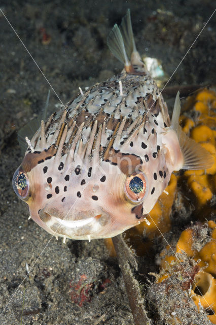 Long-spine porcupinefish (Diodon holocanthus)