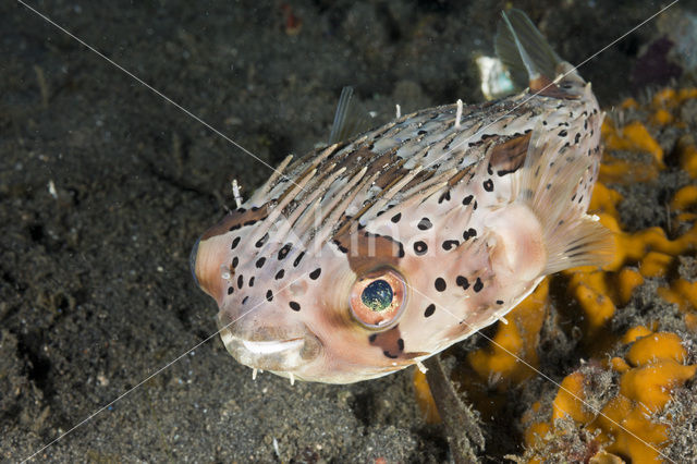 Long-spine porcupinefish (Diodon holocanthus)