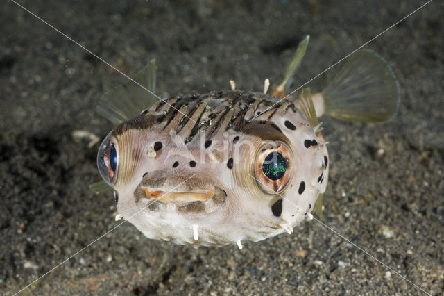 Long-spine porcupinefish (Diodon holocanthus)