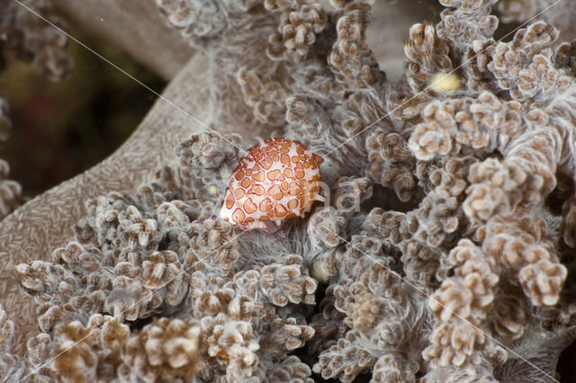 Egg Shell (Globovula margarita)