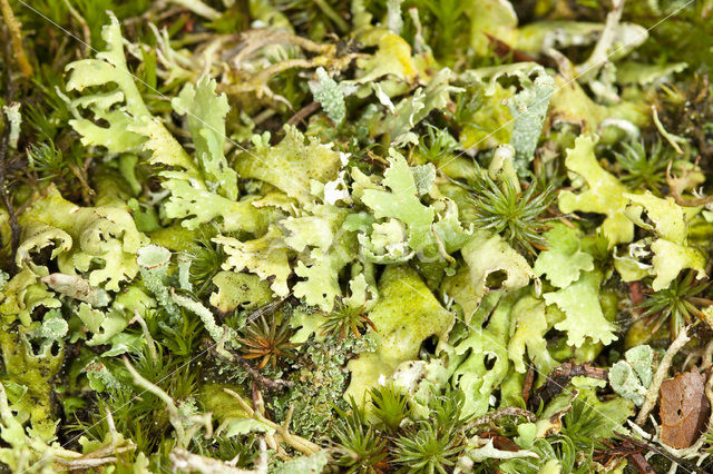 Cladonia foliacea
