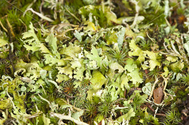 Cladonia foliacea