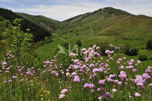 Engels gras (Armeria maritima)