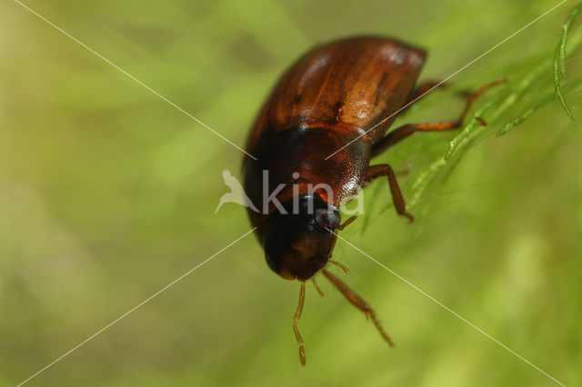 Enochrus ochropterus