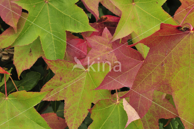 maple (Acer spec.)