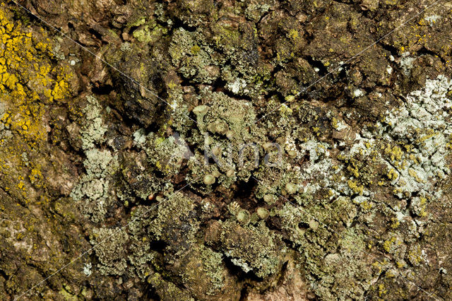 Fijn bekermos (Cladonia chlorophaea)