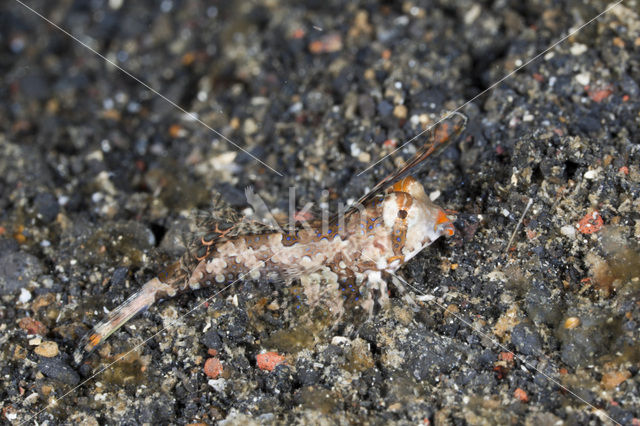 Fingered dragonet (Dactylopus dactylopus)