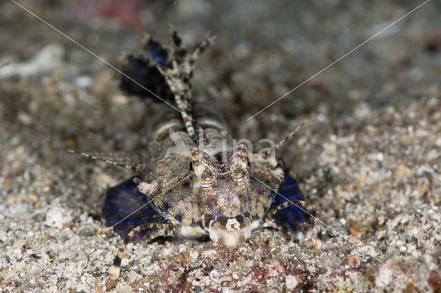 Fingered dragonet (Dactylopus dactylopus)