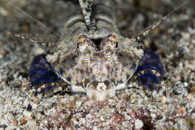 Fingered dragonet (Dactylopus dactylopus)