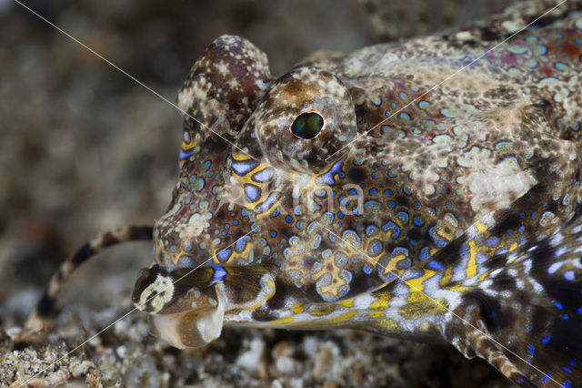 Fingered dragonet (Dactylopus dactylopus)