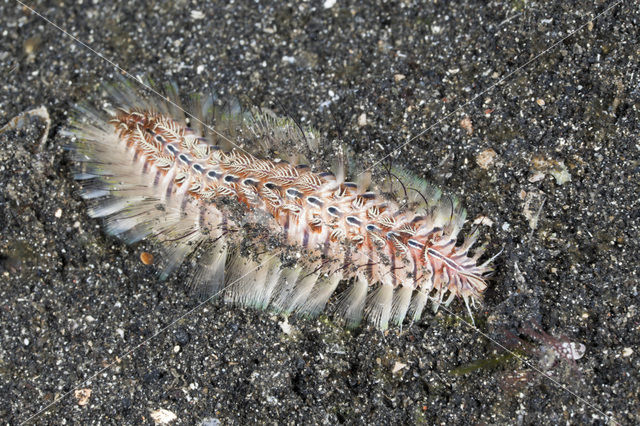 Fire worm (Chloeia spec)