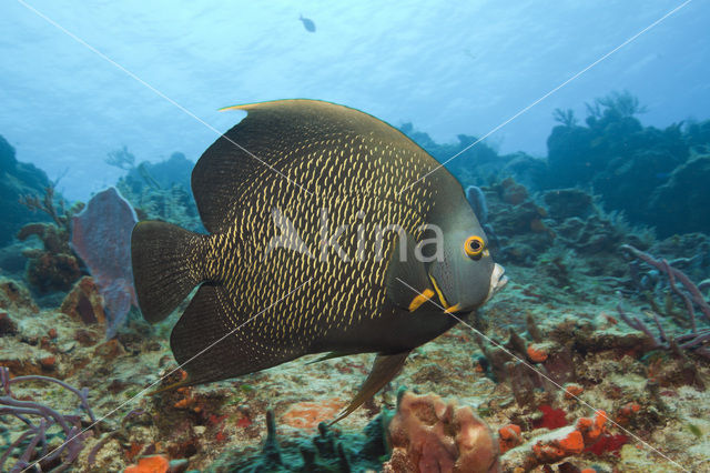 French Angelfish (Pomacanthus paru)