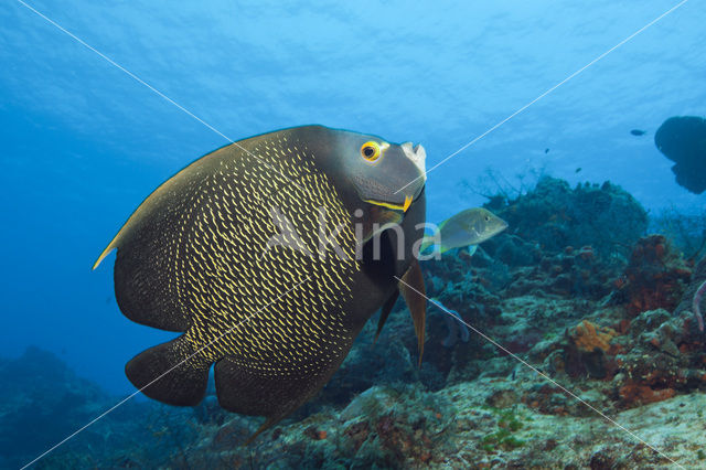 French Angelfish (Pomacanthus paru)