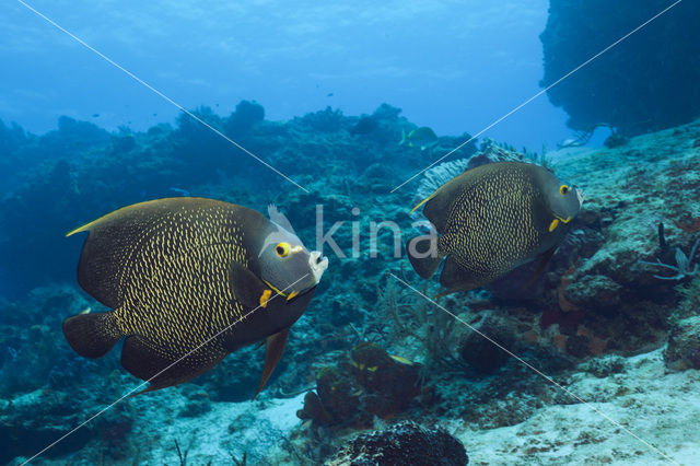 Franse Keizervis (Pomacanthus paru)