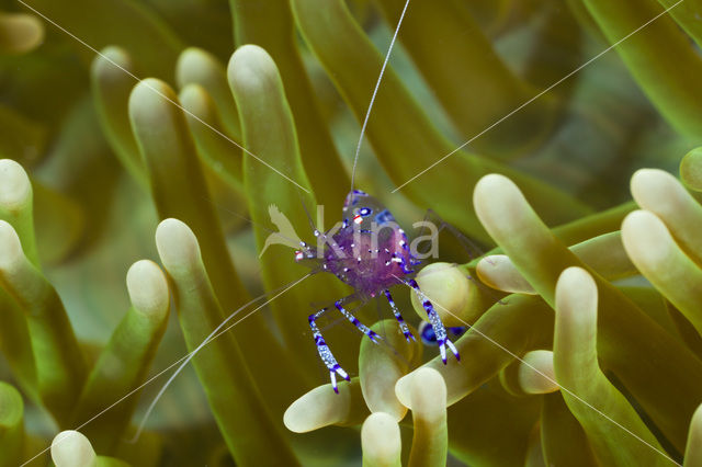 Anemone Shrimp (Periclimenes tosaensis)