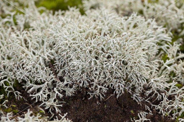 Reindeer Lichen (Cladina arbuscula)