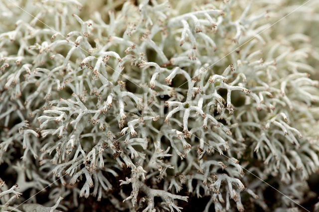 Gebogen rendiermos (Cladina arbuscula)