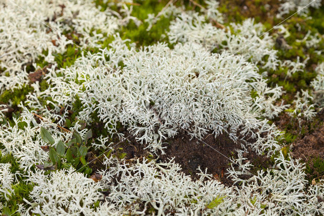 Gebogen rendiermos (Cladina arbuscula)