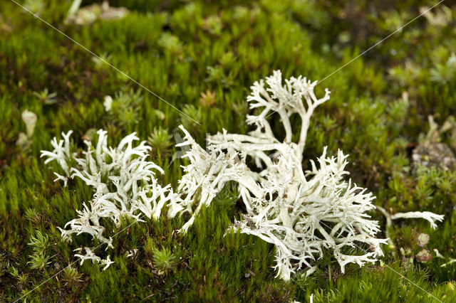 Gebogen rendiermos (Cladina arbuscula)