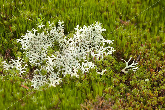 Gebogen rendiermos (Cladina arbuscula)