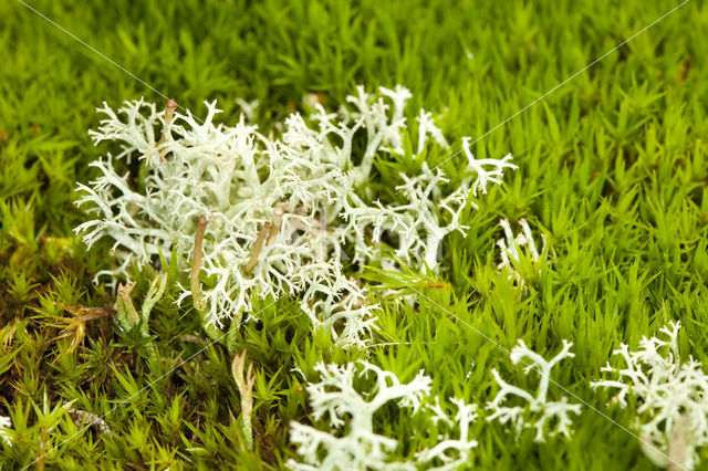 Gebogen rendiermos (Cladina arbuscula)