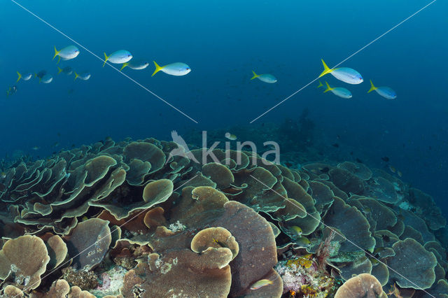 Lettuce Coral (Turbinaria mesenterina)