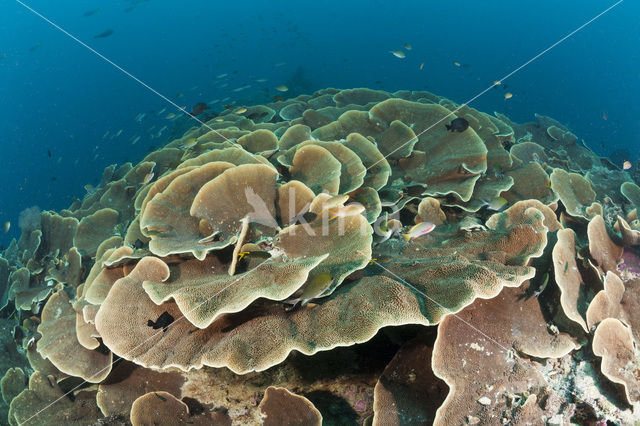 Lettuce Coral (Turbinaria mesenterina)