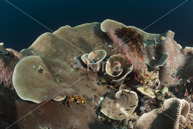 Geel Slakoraal (Turbinaria mesenterina)