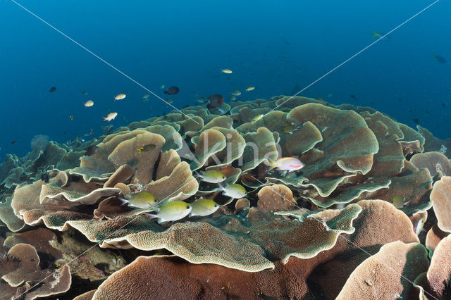 Lettuce Coral (Turbinaria mesenterina)
