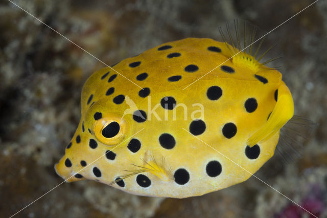 Yellow boxfish (Ostracion cubicus)